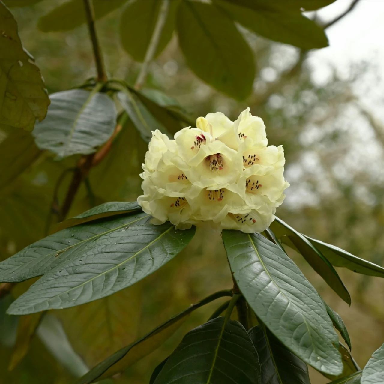 R. macabeanum